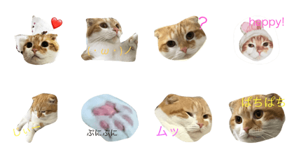Cute Cat  Kinako