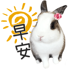 Panbao the rabbit daily use