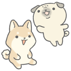 Pug and Shiba