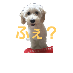SUZU FACE