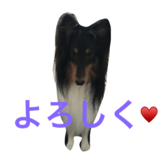 Sheltie Tri