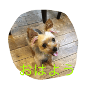Yorkie's Hana and Toypoo's Komachi 3