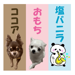 Chihuahua and salt vanilla sticker