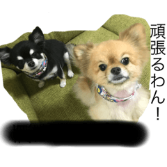 Inu_20210924185401