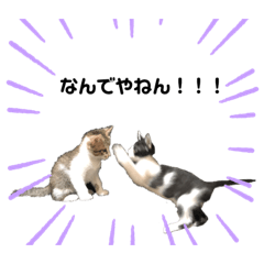 おにぎりさんとすこさん