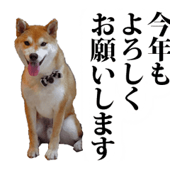 期間限定 動く柴犬 戌年 新年ご挨拶編 Line スタンプ Line Store