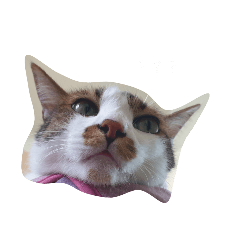 嘎逼喵喵