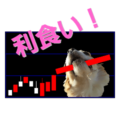 chihuahua investment sticker/the 2nd
