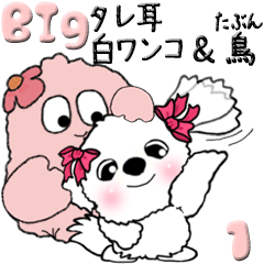 【Big】タレ耳の白ワンコ＆(多分)鳥