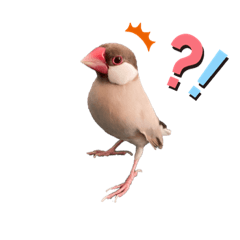 #bird #Java sparrow