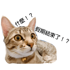 我的女兒是瘋貓