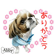 Shih Tzu Abby3 Sticker