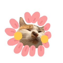 詹家美貓