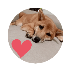 shiba Kimi3