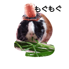 guineapigpatty