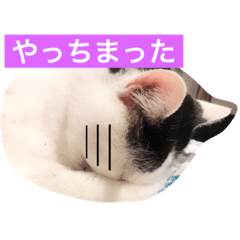 neconyanz 11