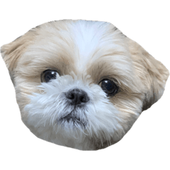 Shih Tzu marumo