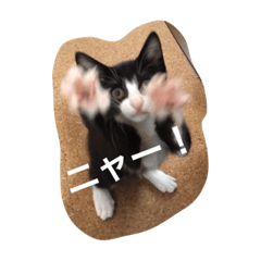 Cat's stamps!