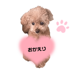 Teacup Poodle, his name is SHOO.