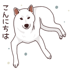 柴犬(白)1
