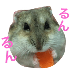 "Ikura-chan" of hamster.