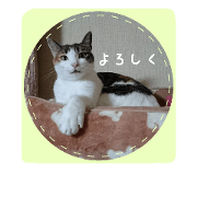 A word of a cat