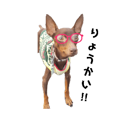 miniature_pinscher_pikki