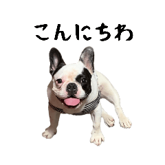 BUNTA_FrenchBull