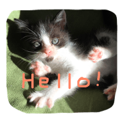 agohige  neko2