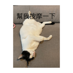 我們家的貓咪 芽芽