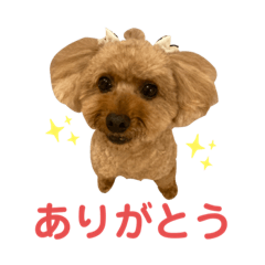 Toy Poodle Pooh