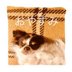 Chihuahua Chocolatte