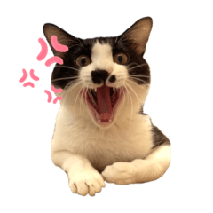 皮皮の日常٩(˃̶͈̀௰˂̶͈́)و