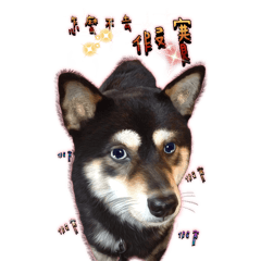 Happy生活1.0