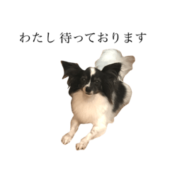 Papillon dog is Azuki