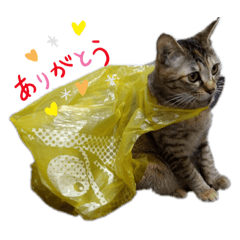 choco_20210921002232