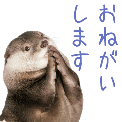 コツメカワウソ竹千代 Line スタンプ Line Store コツメカワウソ竹千代 Line スタンプ Line Store