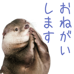 Sticker of otter"Takechiyo"
