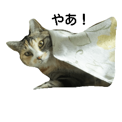 capricious cat sticker