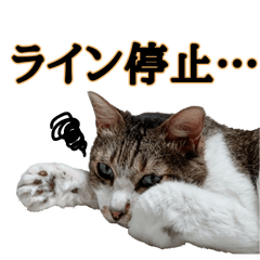 brown tabby granma cat in company vol.2