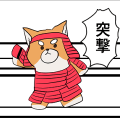 Fighting Shiba Inu