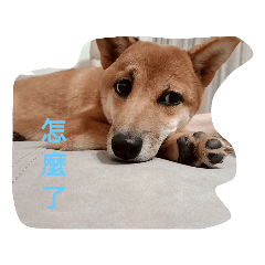 shiba Kimi4