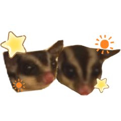 Sugar gliders !!