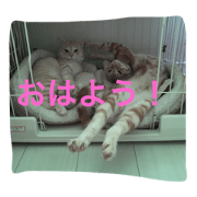 super cute my cat.P3