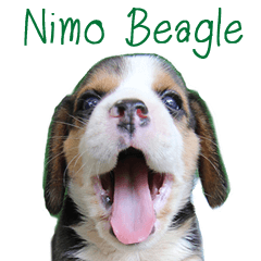 Nimo Beagle