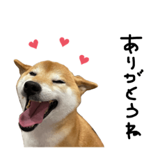 mameshibamomo