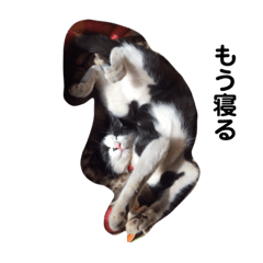 ぽんずのねこ