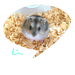 Hamster named Kororinko