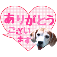 Beagles reaction sticker