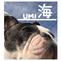 French bulldog StickerThe name is Umi.